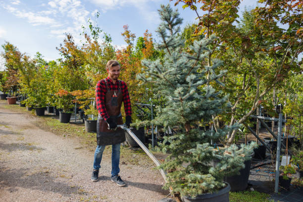 Best Hedge Trimming  in Chippewa Falls, WI